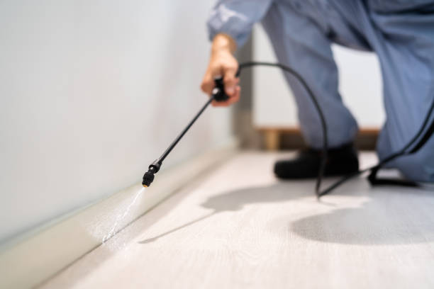 Licensed Wasp Removal service in Norco, LA - Show Me Pest Control